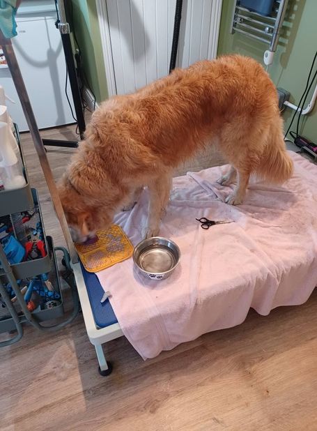 Ginger has a licki mat - can be bite reactive 